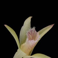Dendrobium macrostachyum Lindl.